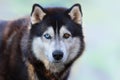 Beautiful Siberian Husky Dog With Blue And Brown Eyes On The Background Of Blurred Blue Snow