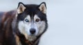 Beautiful Siberian Husky Dog With Blue And Brown Eyes On The Background Of Blurred Blue Snow.Banner. Copy Space For Text