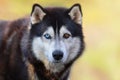 Beautiful Siberian Husky dog with blue and brown eyes on a background of blurry grass Royalty Free Stock Photo