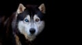 Beautiful Siberian Husky dog with blue and brown eyes on black background Royalty Free Stock Photo