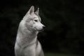 Beautiful Siberian Husky dog like a wolf Royalty Free Stock Photo