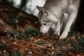 Beautiful Siberian Husky dog like a wolf Royalty Free Stock Photo