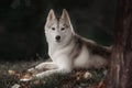 Beautiful Siberian Husky dog like a wolf Royalty Free Stock Photo