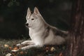 Beautiful Siberian Husky dog like a wolf Royalty Free Stock Photo
