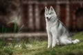 Beautiful Siberian Husky dog like a wolf Royalty Free Stock Photo