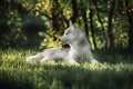 Beautiful Siberian Husky dog like a wolf Royalty Free Stock Photo