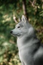 Beautiful Siberian Husky dog like a wolf Royalty Free Stock Photo