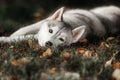 Beautiful Siberian Husky dog like a wolf Royalty Free Stock Photo