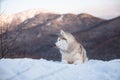 Beautiful Siberian Husky dog lying is on the snow in winter forest at sunset on bright mountain background Royalty Free Stock Photo