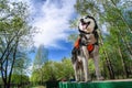 Beautiful Siberian husky dog on the playground stands on a log. Bottom view, on background of the blue sky and green foliage. Royalty Free Stock Photo