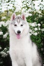 Beautiful Siberian Husky dog portrait