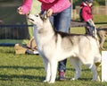 beautiful siberian husky dog posing at the dog show Royalty Free Stock Photo