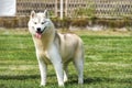 Siberian Husky at the dog show Royalty Free Stock Photo