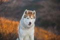 Beautiful Siberian Husky dog sitting on the snow in the winter forest at sunset on mountain background Royalty Free Stock Photo