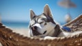 A beautiful Siberian husky dog sleeping in the hammock on the tropical beach in summer afternoon, pet and travel concept. Royalty Free Stock Photo