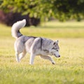 Beautiful siberian husky dog