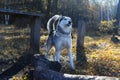 Beautiful Siberian Husky in the golden autumn forest fairy