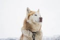 Beautiful Siberian husky licks the snow in a Park