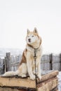 Beautiful Siberian husky licks the snow in a Park