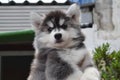 Beautiful Siberian Husky puppy dog