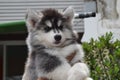 Beautiful Siberian Husky puppy dog