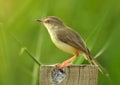 Beautiful of Siberian Rubythroat Bird standing on Stump Royalty Free Stock Photo
