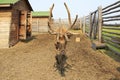 Beautiful Siberian stag with large antlers.