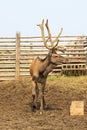 Beautiful Siberian stag with large antlers.