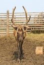 Beautiful Siberian stag with large antlers. Altai.