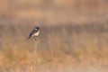 Beautiful Siberian stonechat perched on twig against natural background Royalty Free Stock Photo