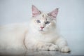 Beautiful Siberian tabby point cat with blue eyes on a white studio background Royalty Free Stock Photo