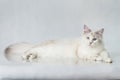 Beautiful Siberian tabby point cat with blue eyes on a white studio background Royalty Free Stock Photo