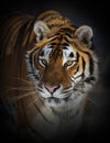 A beautiful Siberian Tiger Panthera tigris altaica portrait in Montana, USA Royalty Free Stock Photo