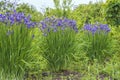 Beautiful sibirian iris or sibirian flag in the summer garden Royalty Free Stock Photo