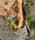 A beautiful and sick blue throated barbet chick psilopogon asiaticus or megalaima asiatica in the nest