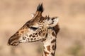 Beautiful side head portrait shot of a giraffe - Nairobi National Park Kenya Africa