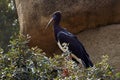 Beautiful side portrait of Abdim\'s stork on a branch of a tree in a zoo in Valencia, Spain Royalty Free Stock Photo