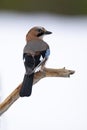 Beautiful side portrait of a Eurasian Jay