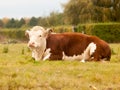 Beautiful side shot of resting brown cow on grass farm field Royalty Free Stock Photo