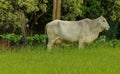 Nellore Cow side view in a lovely green pasture Royalty Free Stock Photo
