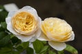 beautiful side view two yellow rose fragrant flowers blooming in botany garden with green leaves. scent of fresh smell Royalty Free Stock Photo