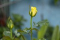 beautiful side view yellow rose fragrant flowers blooming in botany garden with green leaves. scent of fresh smell Royalty Free Stock Photo