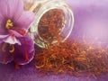 Flowers of saffron Royalty Free Stock Photo