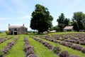 Gorgeous field with lavender that did not survive the heavy rains, Lavenlair Farm, Whitehall, New York, 2019