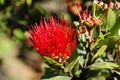 Beautiful Sight on Pihea Trail WFT