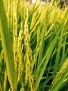 beautiful sight of a rice paddy reminds one of the olden days Royalty Free Stock Photo