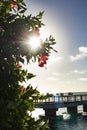 Sunlinght, flowers, boats, horizon.