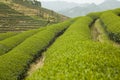 Beautiful sightseeing tea garden. Royalty Free Stock Photo