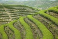 Beautiful sightseeing tea garden. Royalty Free Stock Photo