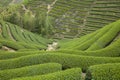 Beautiful sightseeing tea garden. Royalty Free Stock Photo